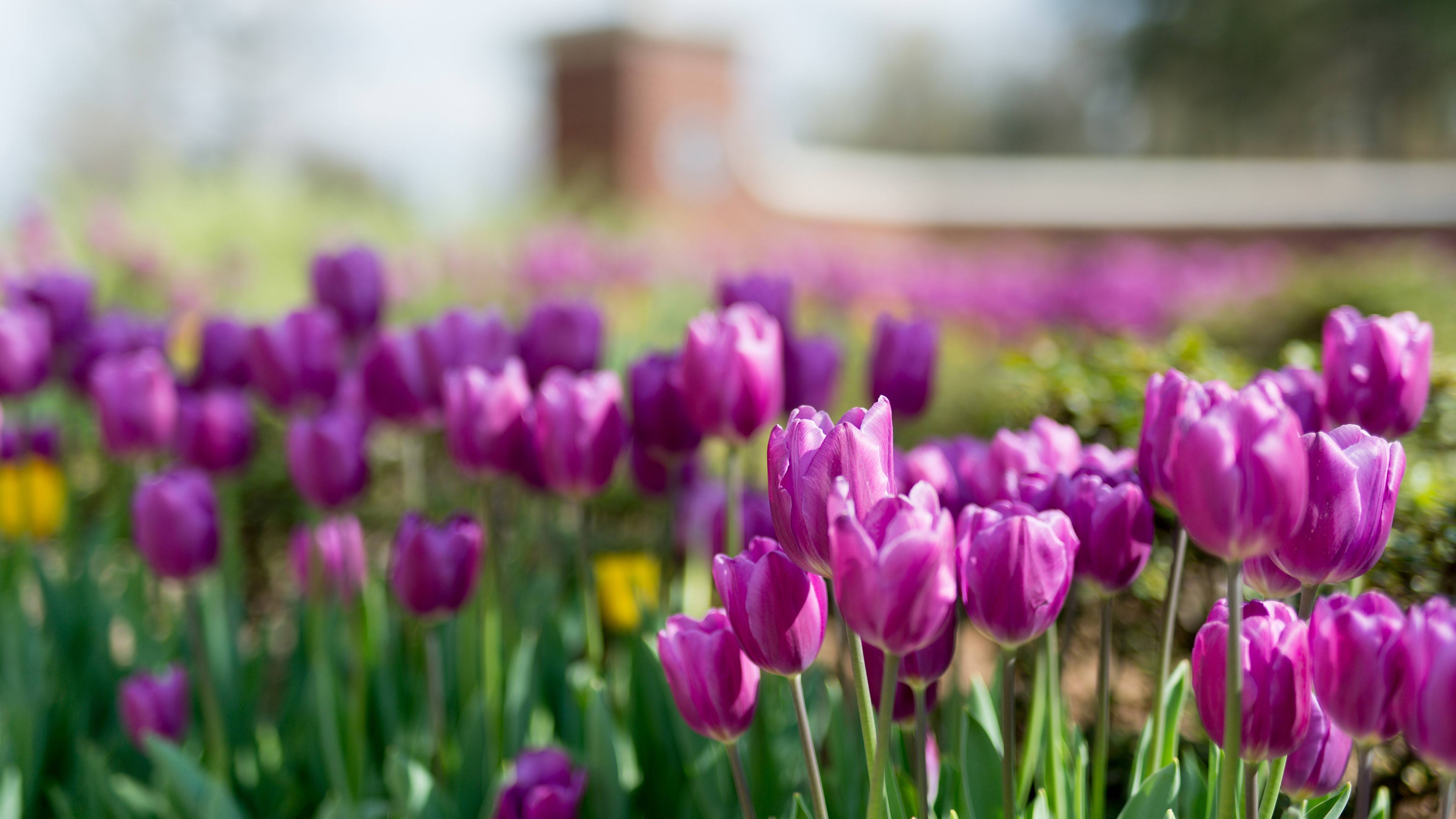 Purple tulips